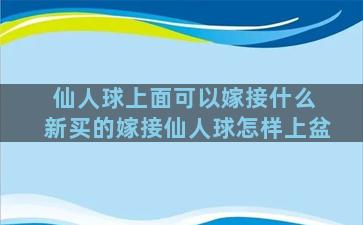 仙人球上面可以嫁接什么 新买的嫁接仙人球怎样上盆